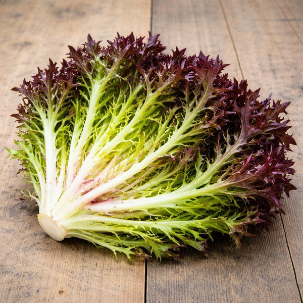 Produktfoto zu Roter Kopfsalat "Crispy Salanova"