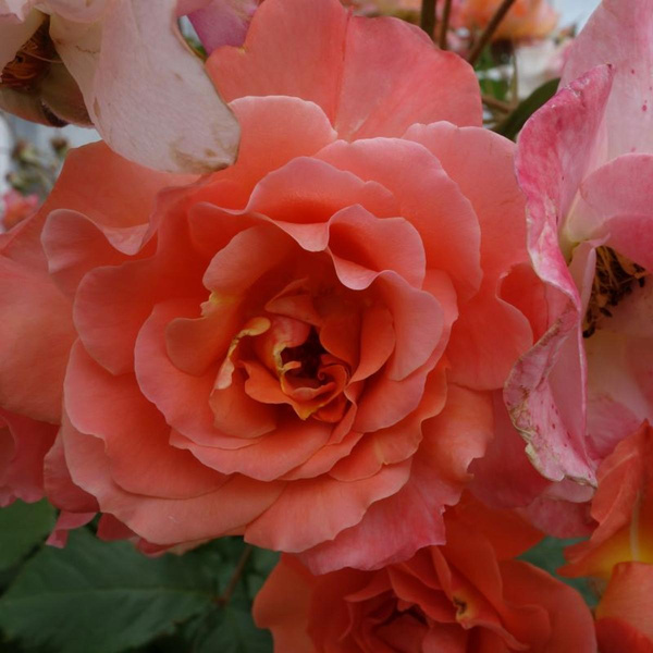 Produktfoto zu Stockrose rosa