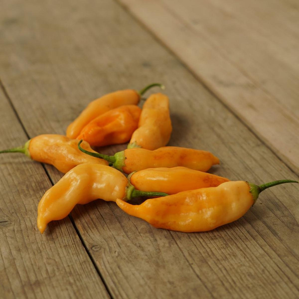 Produktfoto zu Gelbe Chili "Sugar Rush Peach"