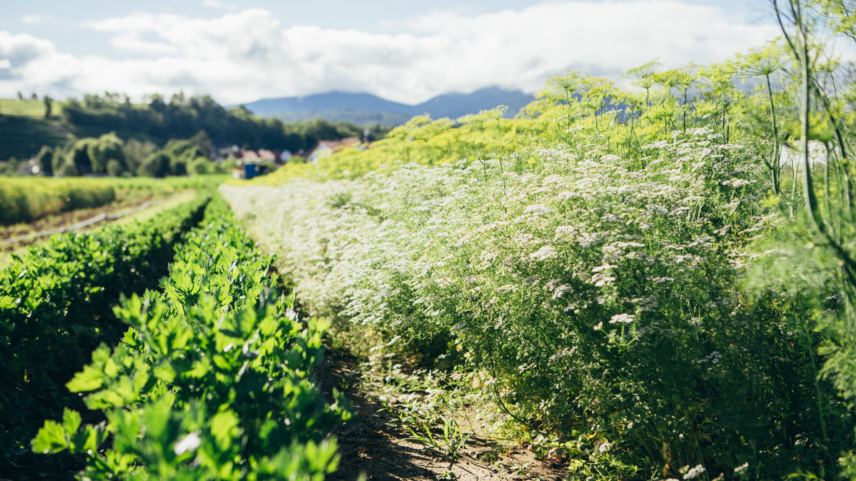 KI generiert: Ein blühendes Feld mit grünen Pflanzen und Bergen im Hintergrund.