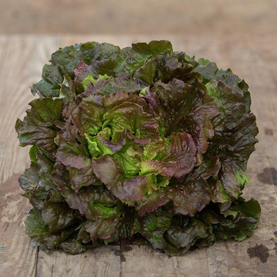 Produktfoto zu Batavia rot