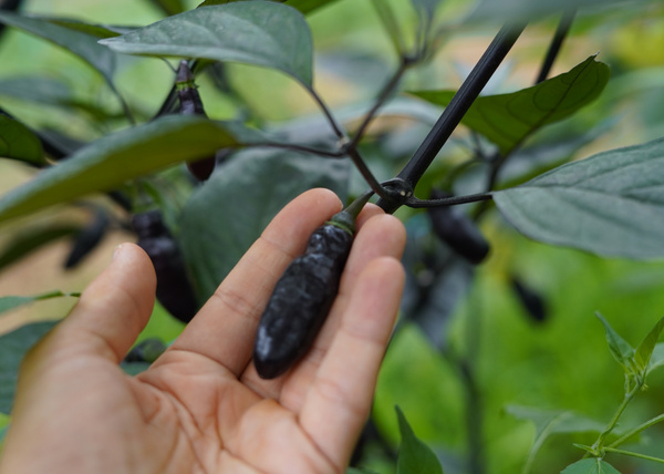 KI generiert: Hand hält lila Chili an der Pflanze, umgeben von grünen Blättern.