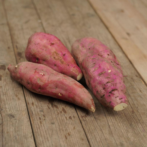 Produktfoto zu Süsskartoffeln "Erato White"