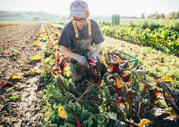 KI generiert: Eine Person erntet frisches Gemüse in einem Feld bei sonnigem Wetter.