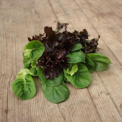 Produktfoto zu Schnittsalat "Babyleaf"