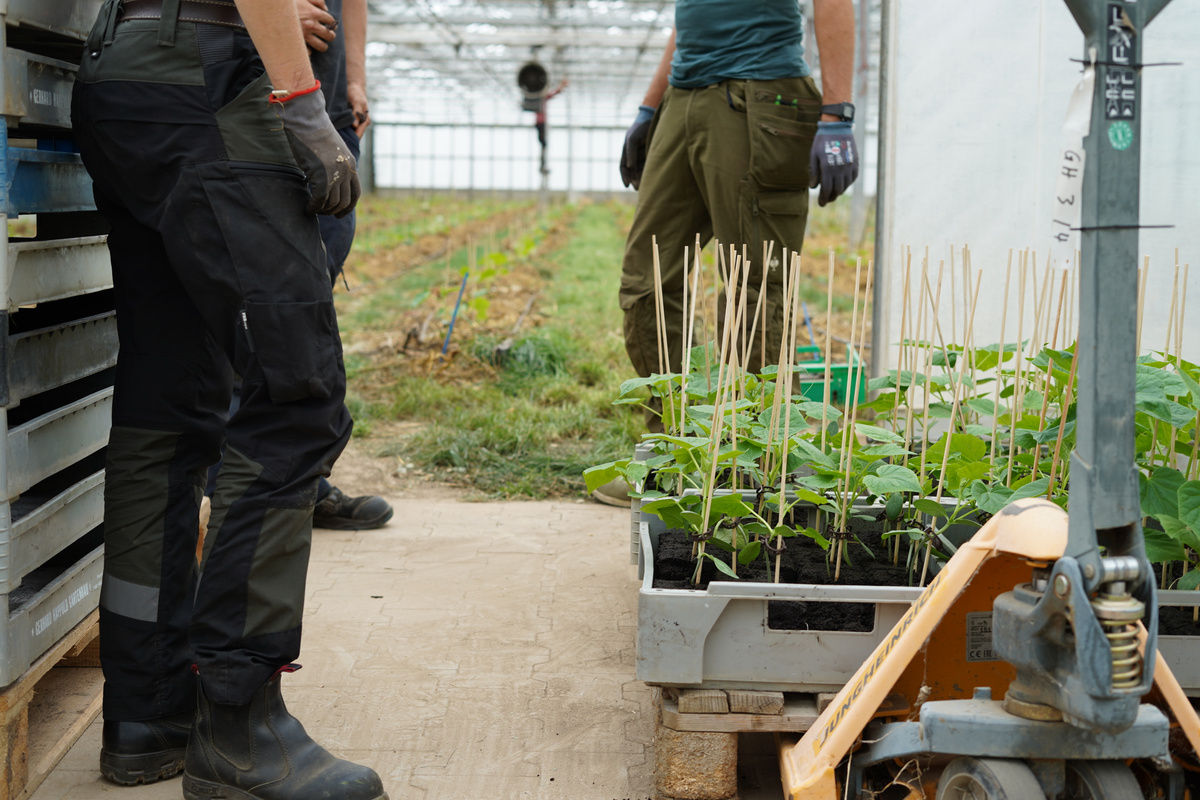 KI generiert: Gartenarbeit in einem Gewächshaus mit Pflanzen auf Paletten, Fokus auf Beine von Arbeitern.