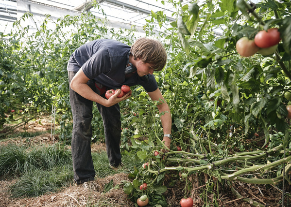 KI generiert: Person erntet Tomaten in einem Gewächshaus.
