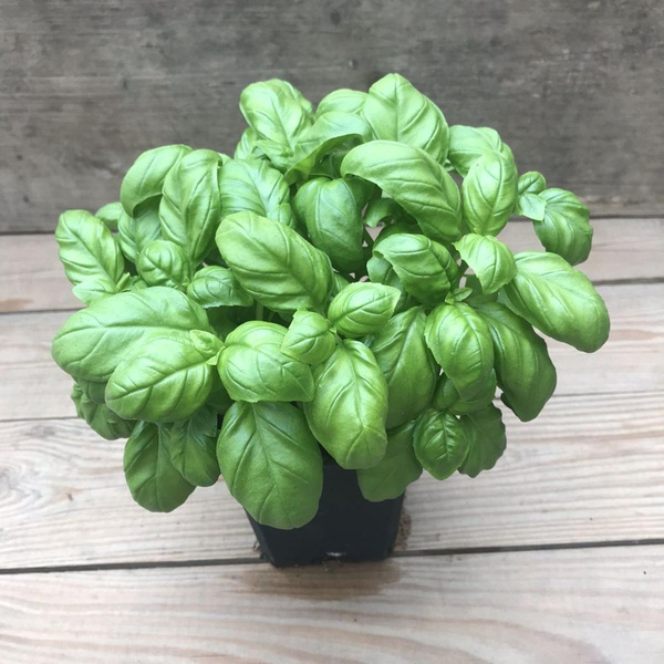 Produktfoto zu Kräutertopf Basilikum großblättrig