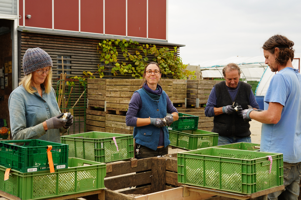 KI generiert: Menschen sortieren Gemüse in grüne Kisten draußen auf einem Hof.