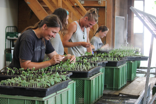 KI generiert: Personen gärtnern in einem Gewächshaus, während sie Setzlinge pflegen.