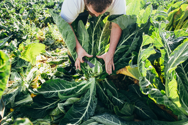 Ein Mitarbeiter von Piluweri erntet einen Blumenkohl. Der Blumenkohl hat Blätter so lang wie die Unterarme des Mitarbeiters.