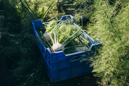 Frisch geernteter Fenchel liegt in einer Kiste.
