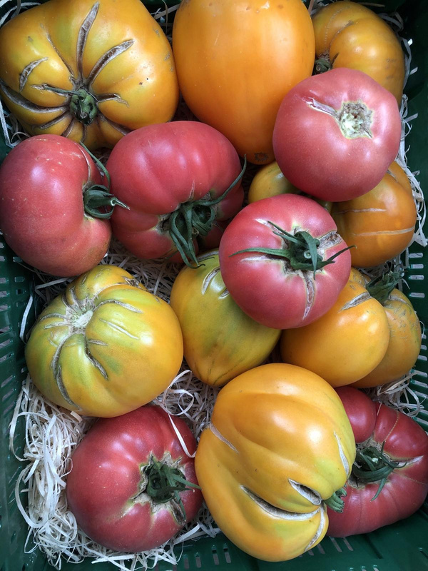 Produktfoto zu Fleischtomaten gelb oder rot zum Einkochen - 3 kg-Kiste