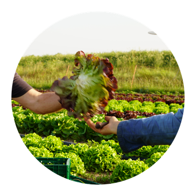 Salaternte bei Piluweri: Ein Mitarbeiter reicht seinem Kollegen einen frisch geernteten Salatkopf.