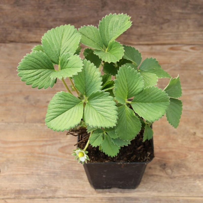 Produktfoto zu Erdbeerpflanze "Korona"