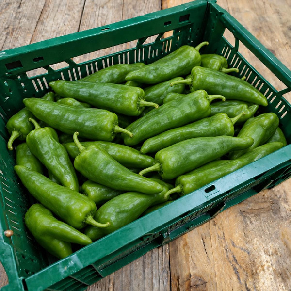 Produktfoto zu Grüne Spitzpaprika "Zazu" - 2,5 kg-Kiste