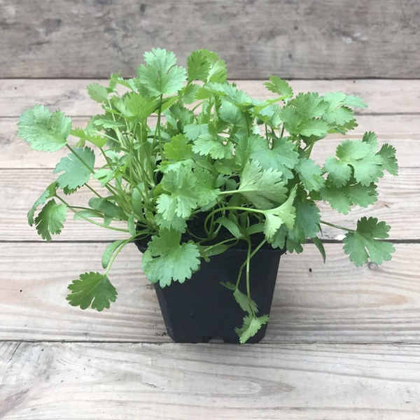 Produktfoto zu Kräutertopf Koriander