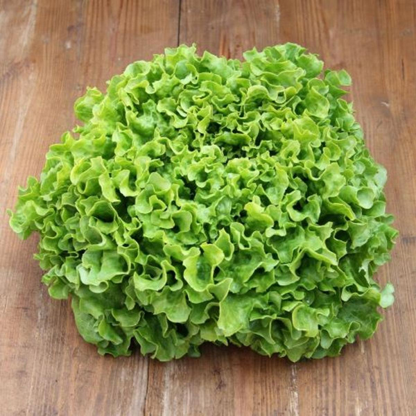 Produktfoto zu Grüner Batavia