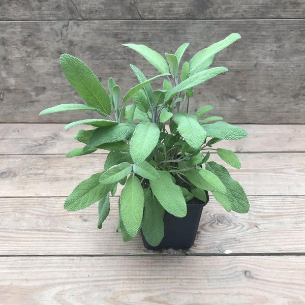 Produktfoto zu Kräutertopf Salbei