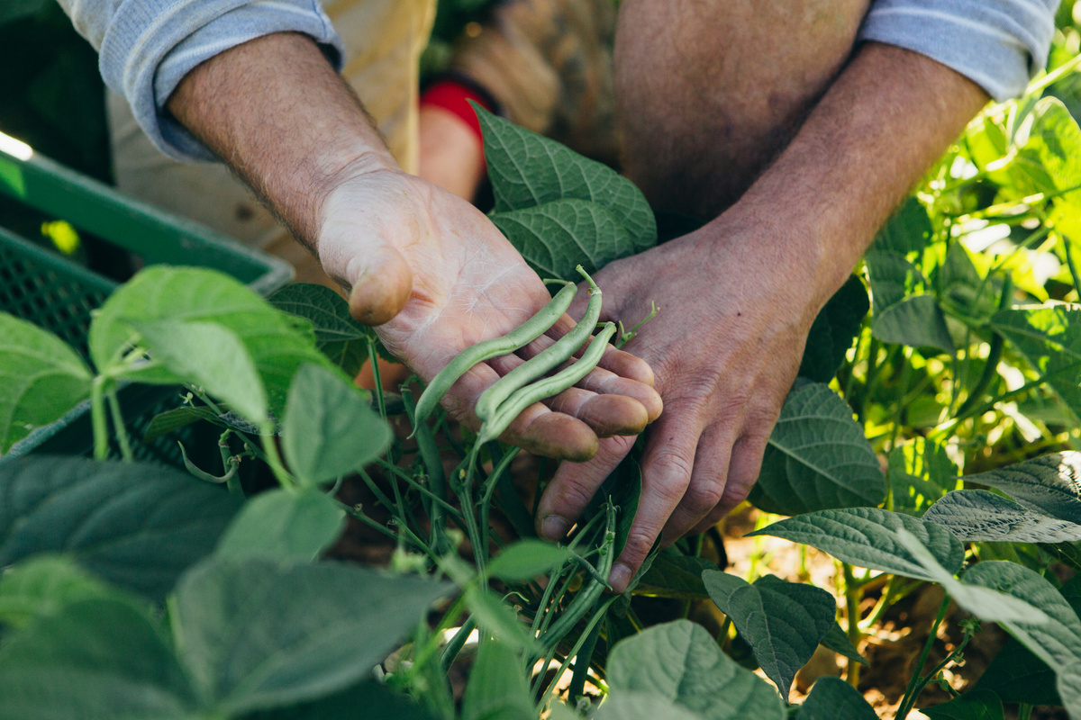 KI generiert: Hände ernten frische grüne Bohnen inmitten von Pflanzen.