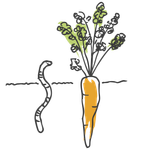 Die Zeichnung zeigt einen Regenwurm und eine reife Kartotte mit Grün im Boden.