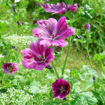 Produktfoto zu Mauretanische Malve