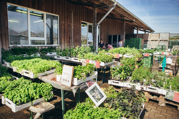 KI generiert: Tische voller Pflanzen vor einem Gebäude; Schildtext: "Glashaus 1".