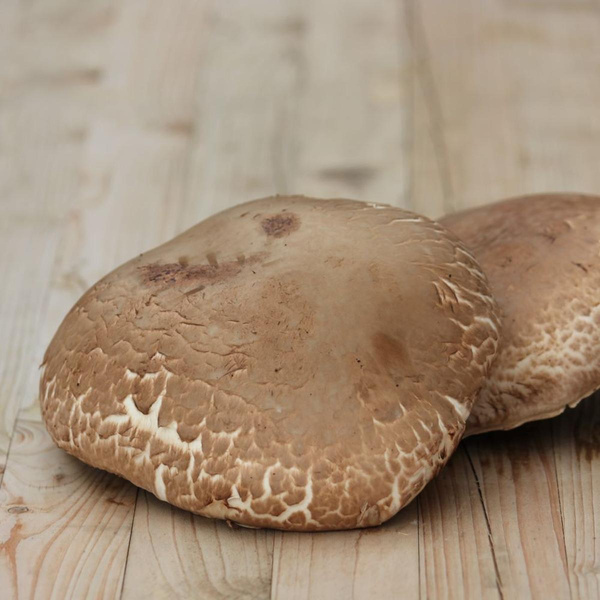 Produktfoto zu Portobello-Pilz