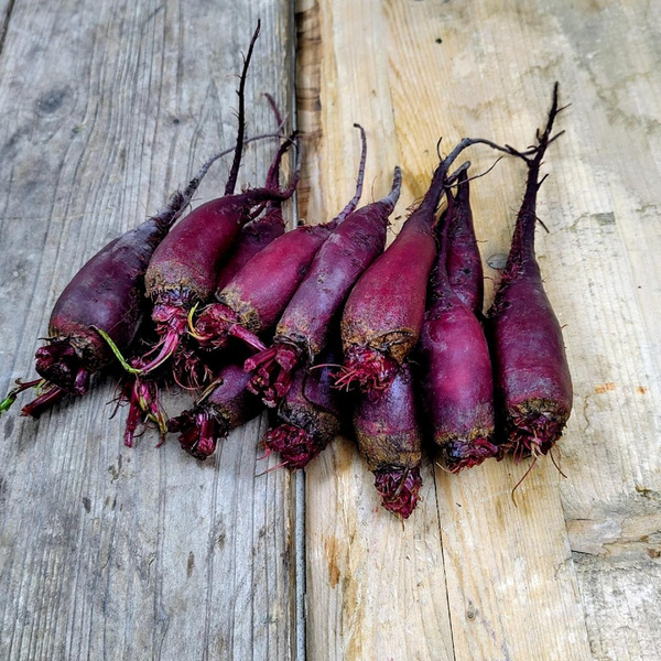Produktfoto zu Feine Rote Bete "Minis"