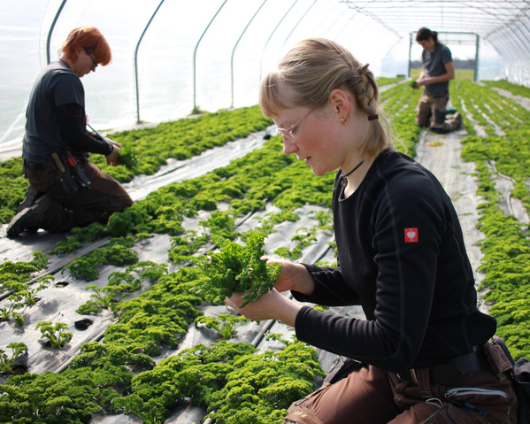 KI generiert: Personen ernten Pflanzen in einem Gewächshaus.