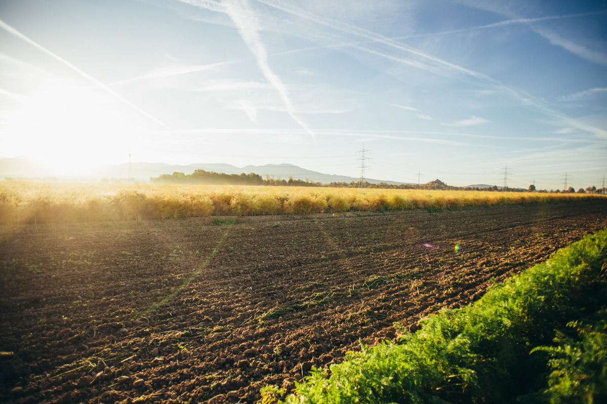 Ein nicht bepflanztes Feld in der Rheinebene bei Sonnenuntergang. Im Hintergrund eine Hügelkette.