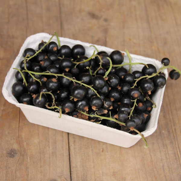Produktfoto zu Schwarze Johannisbeeren
