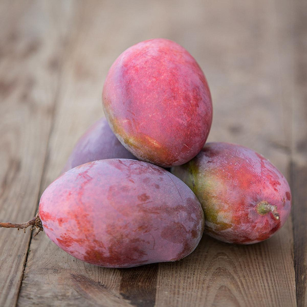 Produktfoto zu Mango "Osteen"