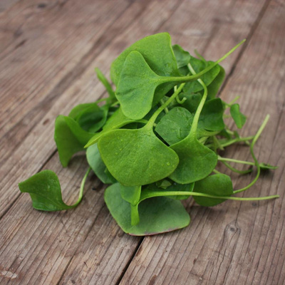 Produktfoto zu Postelein