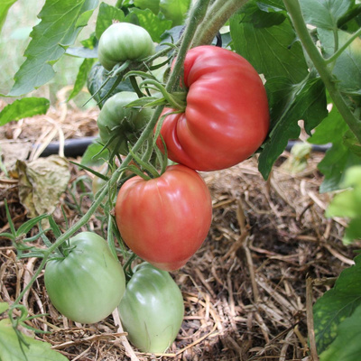 Produktfoto zu Setzling Ochsenherz rot