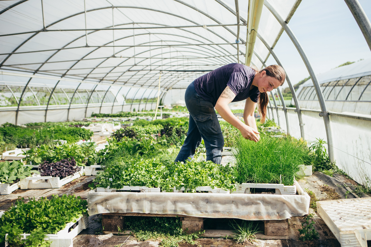 KI generiert: Eine Person arbeitet in einem Gewächshaus, umgeben von grünen Pflanzen.