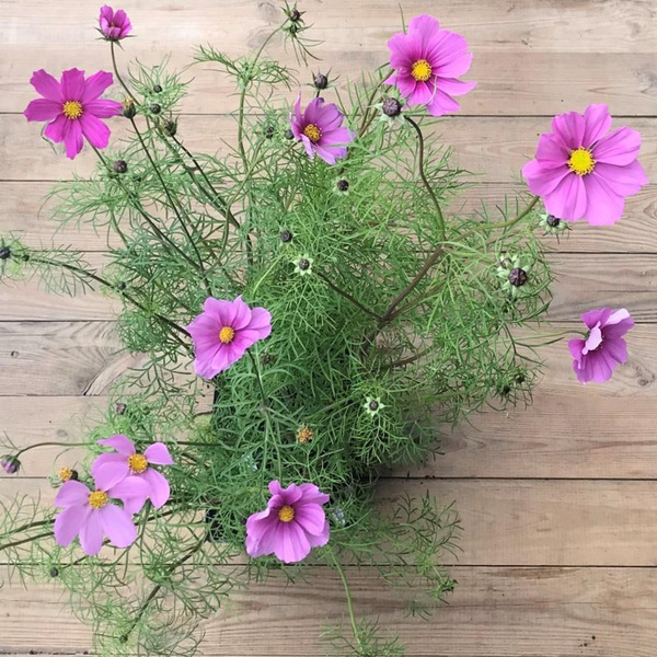 Produktfoto zu Cosmea gemischt