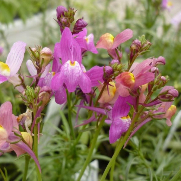 Produktfoto zu Marokkanisches Leinkraut
