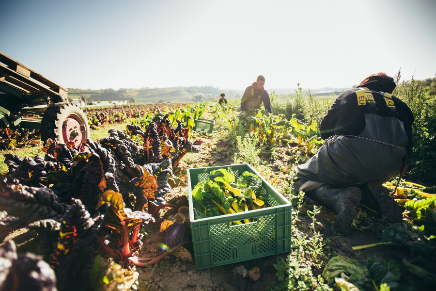 KI generiert: Personen ernten Gemüse auf einem Feld. Eine Kiste mit grünem Gemüse steht im Vordergrund.