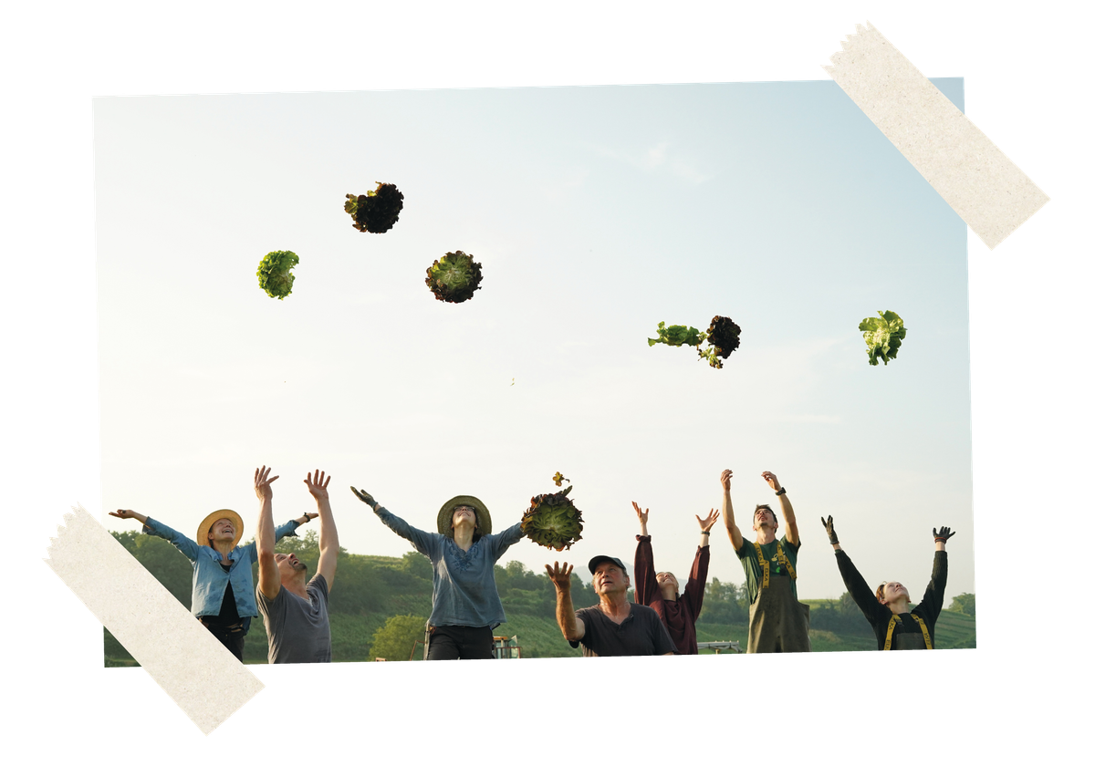Unser Freilandteam wirft frisch geerntete Salatköpfe in die Luft - und fängt sie anschließend wieder auf. 