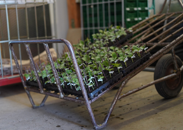 KI generiert: Ein Metallwagen transportiert Pflanzensetzlinge in einer Halle.