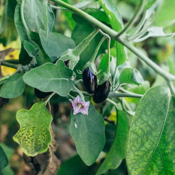 Produktfoto zu Setzling Aubergine
