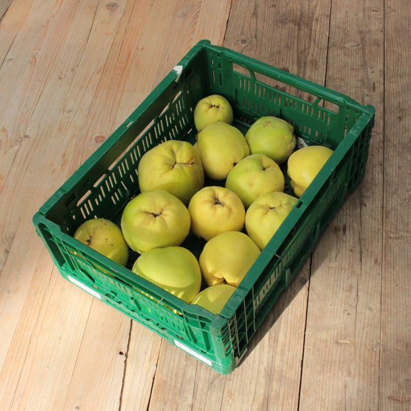 Produktfoto zu Quitten 5 kg-Kiste