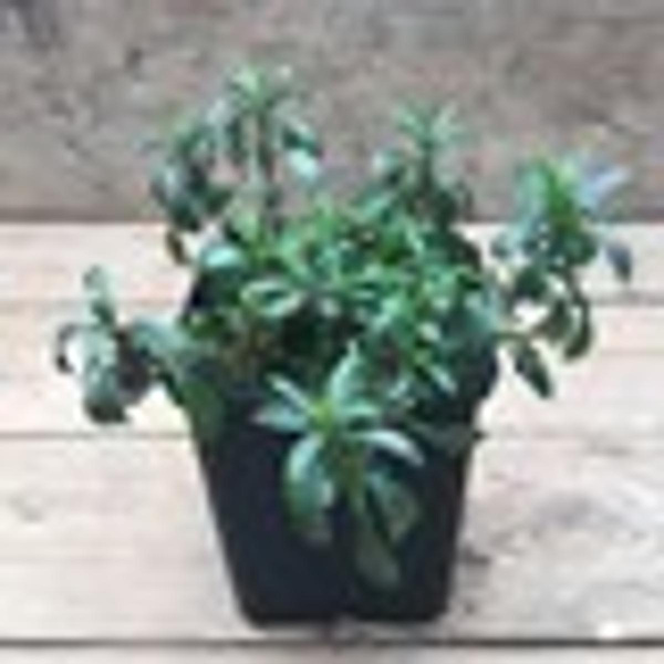 Produktfoto zu Kräutertopf Bohnenkraut