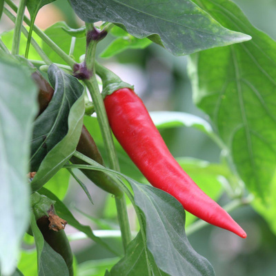 Produktfoto zu Setzling Paprika "Chilli"