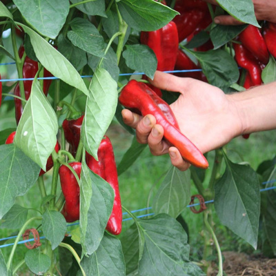 Produktfoto zu Setzling Paprika Pantos