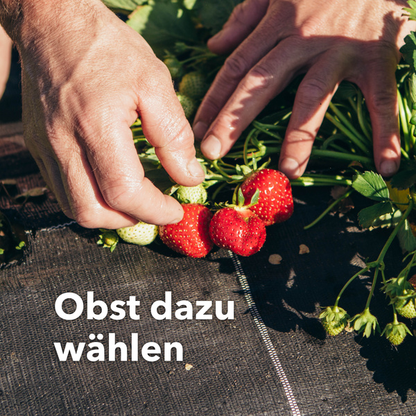 Eine Person pflückt Erdbeeren. Text: Obst dazu wählen.