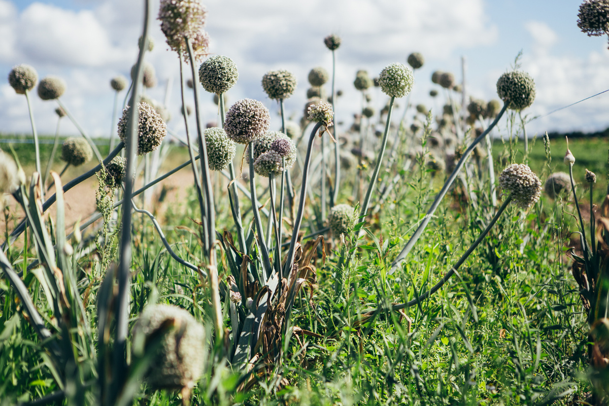 KI generiert: Ein Feld mit blühendem Lauch unter blauem Himmel.