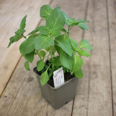 Produktfoto zu Kräutertopf Tulsi