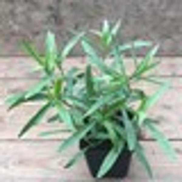Produktfoto zu Kräutertopf Estragon